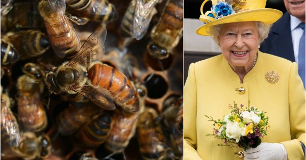 Елизабет II бе известна с любовта си към животните най вече