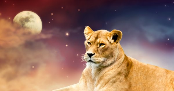 Лъвът е една от най известните и харесвани зодии в астрологията